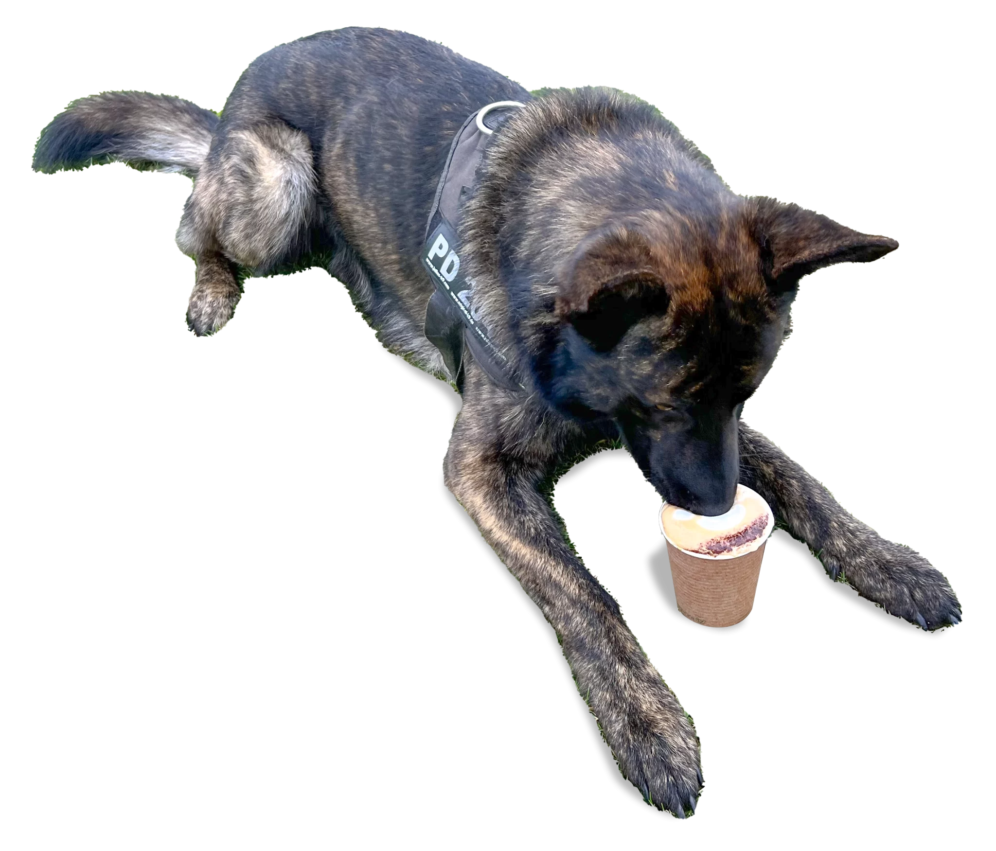 PawsforaCoffeeDog