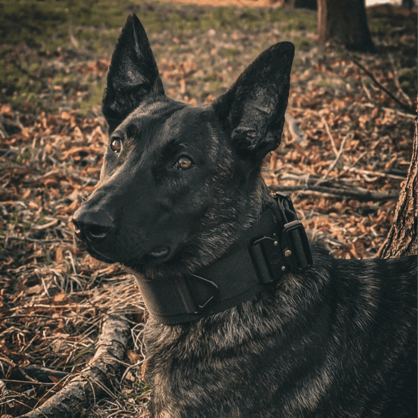 Aegis - Collar - Image 3