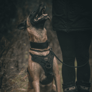 Aegis - Series Harness V.1