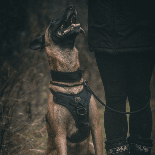 Aegis - Series Harness V.1