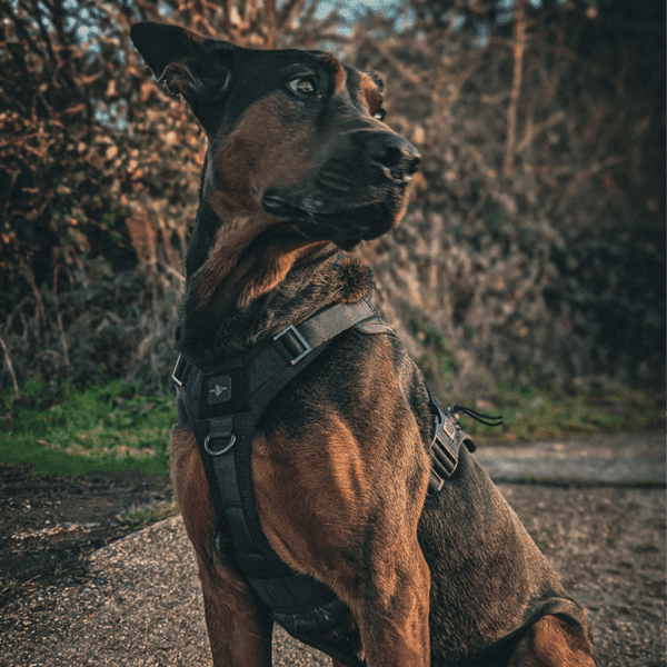 Aegis - Series V.2 Tactical Harness - Image 2