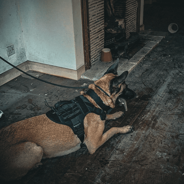 Aegis - Series V.2 Tactical Harness - Image 3