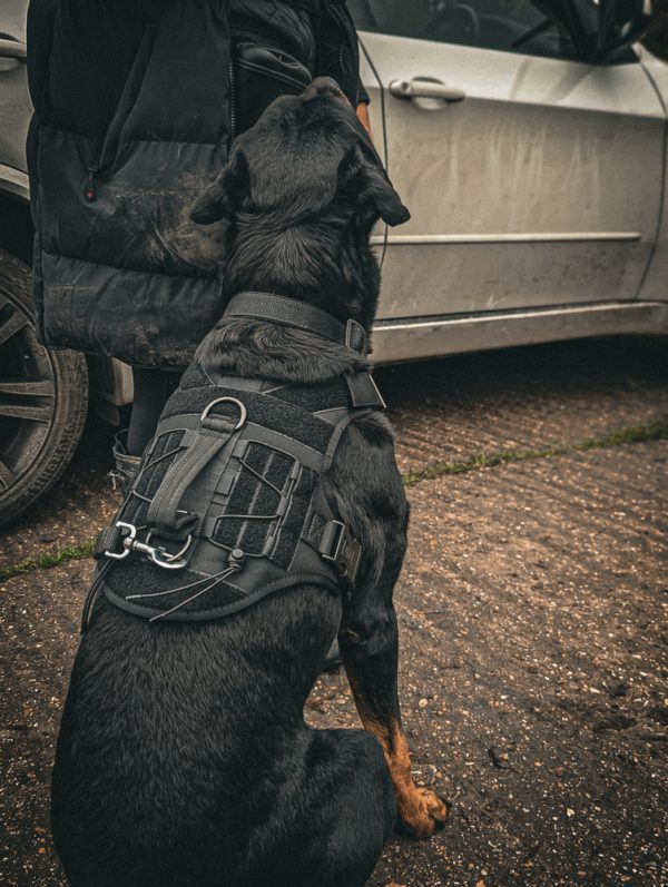 Aegis - Series V.2 Tactical Harness