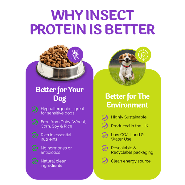 Why insect protein is better - Paw-cura